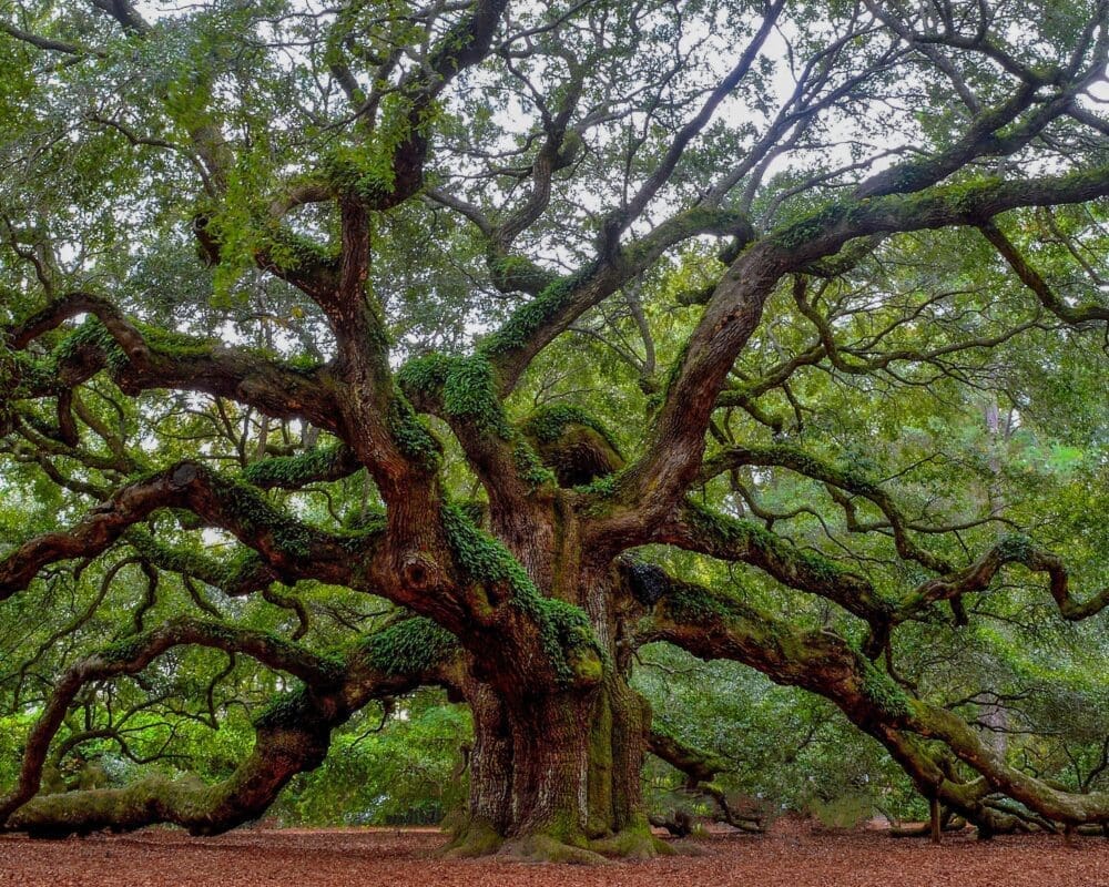 angel oak charleston
